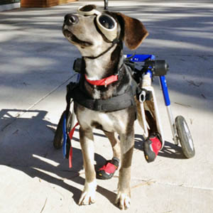 Edison is a beagle mix. He is standing on the sidewalk in Tahoe with his wheelchair for his bag legs, plus booties and goggles.