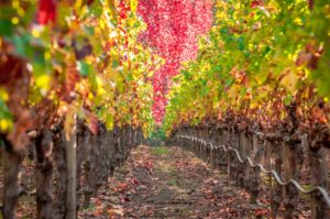 Fall colors in Napa vineyard